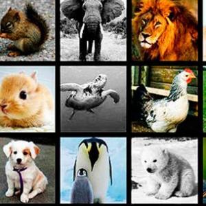 Match animales