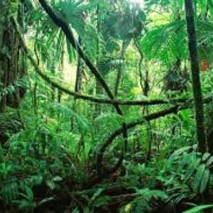 BUSCAMOS ANIMALES EN LA JUNGLA 