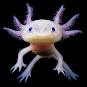 ANIMALES EN PELIGRO DE EXTINCION