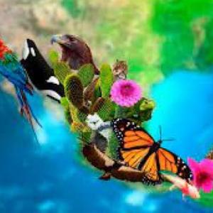 Patrones y tipos de biodiversidad.