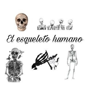esqueleto humano