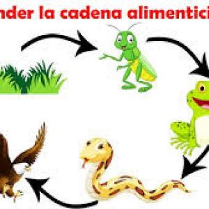 Cadena trófica