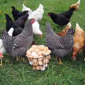 Cría de gallinas ponedoras