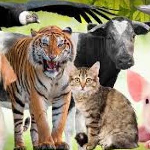 Memorama de Animals