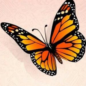 Ciclo de vida de las mariposas