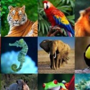 Animales
