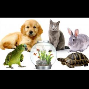 JUGAMOS CON LOS ANIMALES