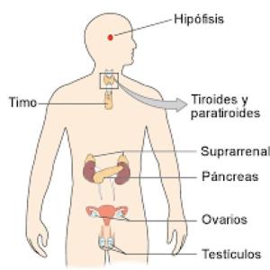 Sistema endocrino