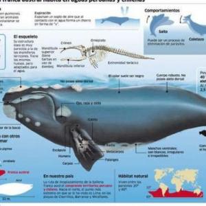 CARACTERISTICAS DE LA BALLENA