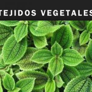 TEJIDOS VEGETALES 2 