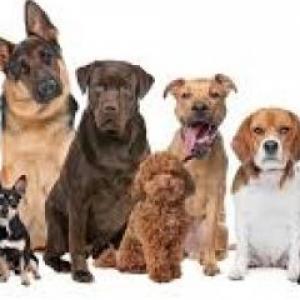 juego de animales