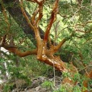 Identificación de especies vegetales