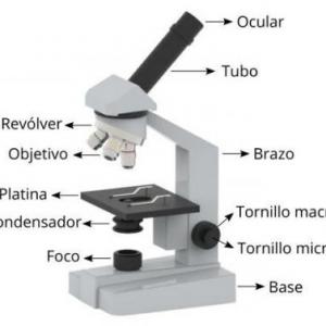 Las partes del microscopio de campo claro