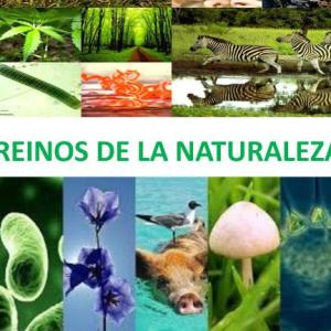 TRIVIA - REINOS DE LA NATURALEZA