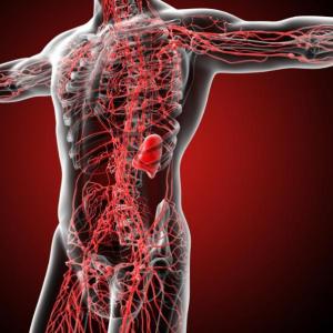 APARATOS Y SISTEMAS DEL CUERPO HUMANO