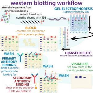 Western blot (juego de la oca)