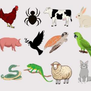 Animalitos:)