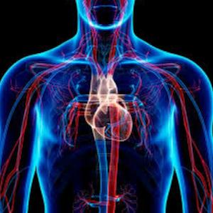 jugando aprendemos del sistema cardiovascular 