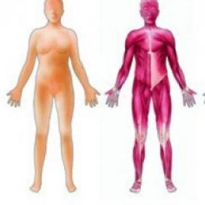 Cuerpo Humano