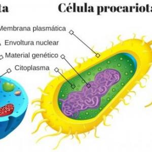 science, orgánulos celulares