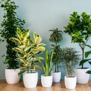 Conociendo algunas caracteristicas del mundo de las plantas