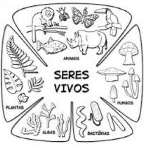 MEMO Niveles de organización