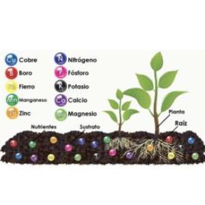 Nutrientes de las plantas