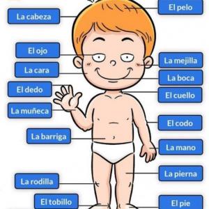 PARTES DEL CUERPO