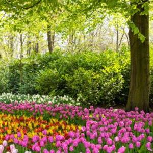 Memoria reino vegetal