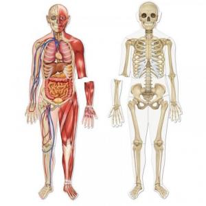 EL CUERPO HUMANO