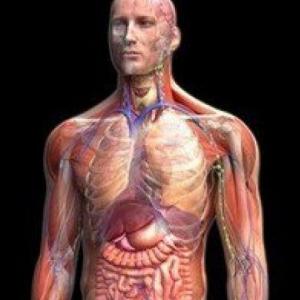 ORGANOS DEL CUERPO HUMANO