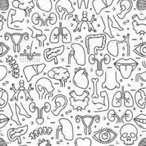 PARTES GENERALES DEL CUERPO HUMANO