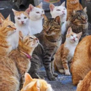 LA VIDA DE LOS GATOS