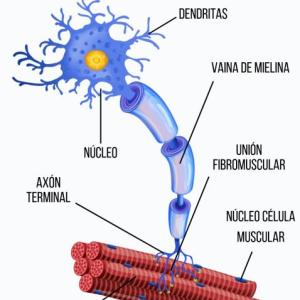 Evaluación de conceptos clave: Unión Neuromuscular, Neuronas Motoras y Sistema Nervioso Periférico