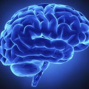 Examen Diagnóstico Neuroanatomía