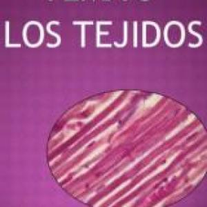 LOS TEJIDOS Y SU CLASIFICACION