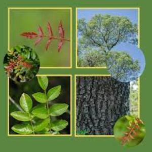 Imagen de portada del videojuego educativo: ÁRBOLES AUTÓCTONOS DE CÓRDOBA (ARGENTINA), de la temática Biología
