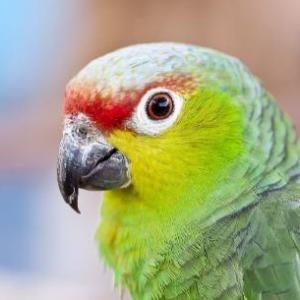 Animales En Peligro De Extinción