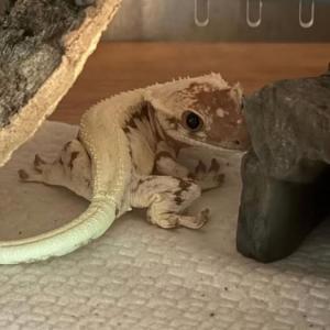 Animales domésticos 