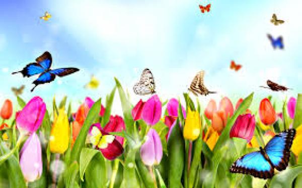 INSECTOS
