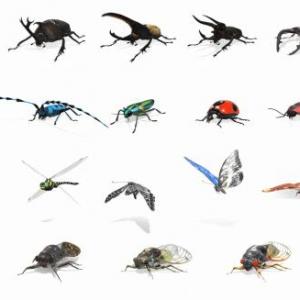 INSECTS