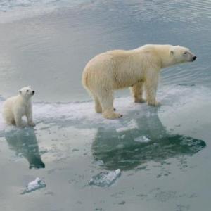 Most polar bears to disappear by 2100, study predicts