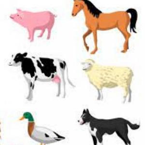 ANIMALES DOMESTICOS 