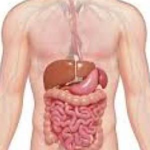 THE DIGESTIVE SYSTEM TRIVIA