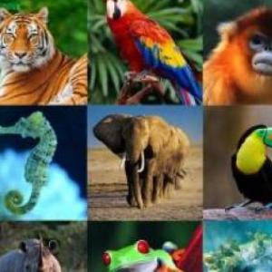 ADIVINANZAS DIVERTIDAS