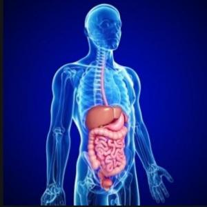 Partes del sistema digestivo