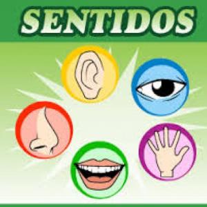 LOS 5 SENTIDOS