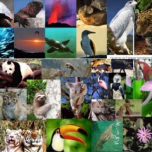 ESPECIES ÚNICAS DE MI PAÍS