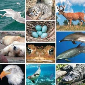 LA RIQUEZA  DEL REINO ANIMAL DE LOS VERTEBRADOS.