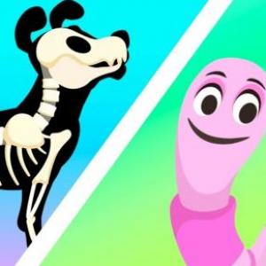 ANIMALES SEGUN SU ESQUELETO